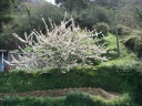 apple tree in bloom.jpg